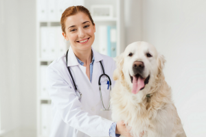 Tìm hiểu thông tin tổng quan về nghề bác sĩ thú y